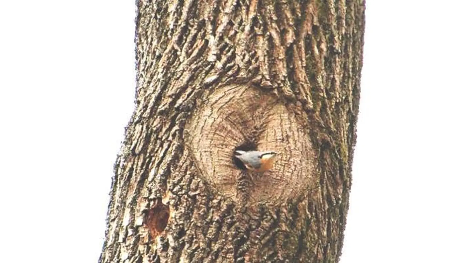 Wie soll der Kleiber heißen, der am Josephsplatz »wohnt«?	 (Foto: privat)