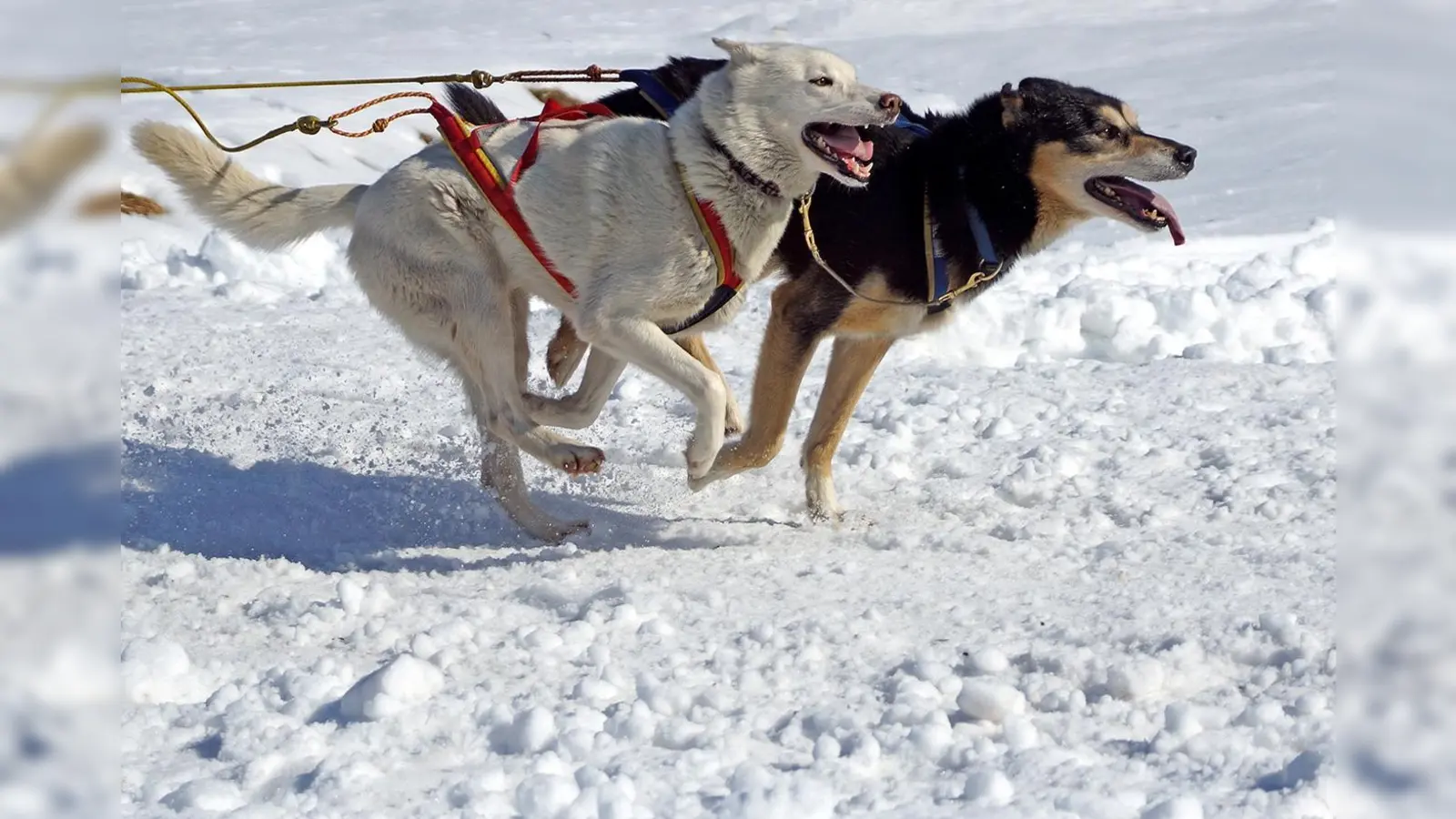 Das Motto "Bewegung" steht als Motto über den neuen Ausstellung des Fotokreises, die im Rathaus in Höhenkirchen-Siegertsbrunn zu bewundern ist. (Foto: Klaus Klimmeck)