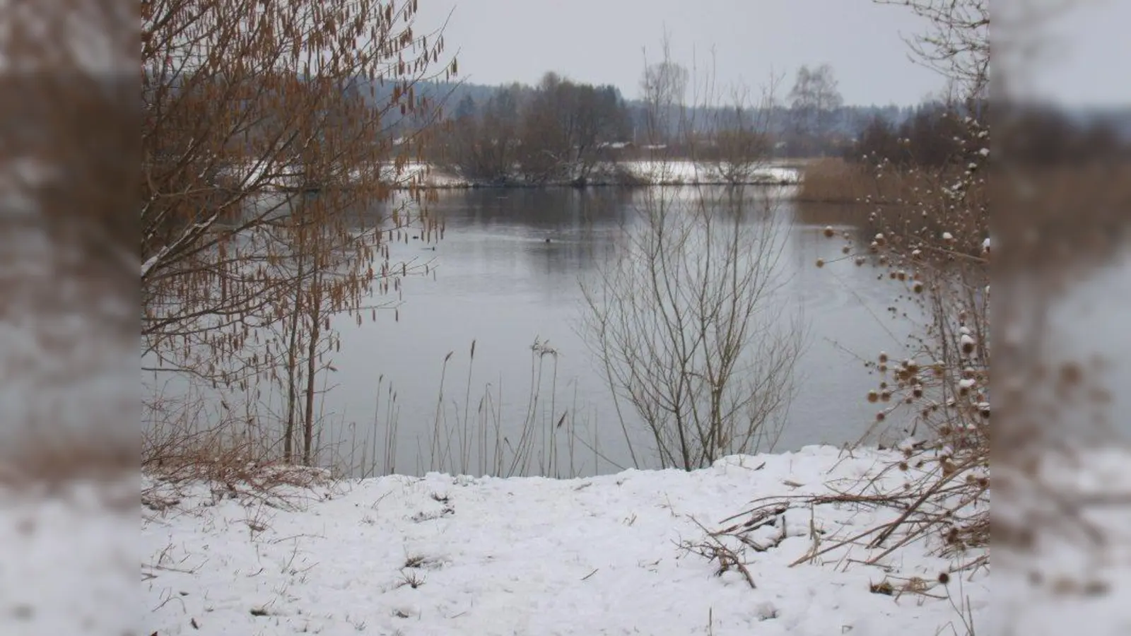 Der Böhmerweiher soll aus dem Dornröschenschlaf erweckt werden. (Foto: pst)