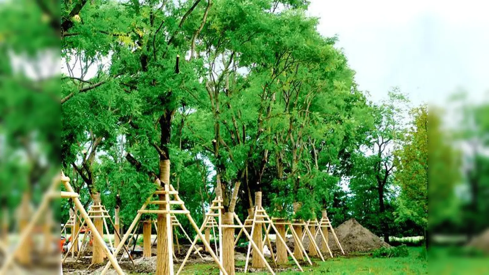 So sind die Marienhof-Bäume in Allach untergebracht. Wolfgang Püschel hält es für eine »Katastrophe«, sollten noch mehr Bäume der Stammstrecke zum Opfer fallen. 	 (Foto: Baureferat/Sylvie-Sophie Schindler)