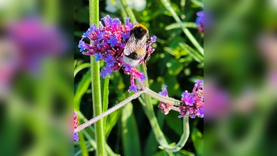 Wer die Artenvielfalt erhalten will, darf nicht mehr länger warten, sondern muss alle Kräfte bündeln. (Foto: hw)
