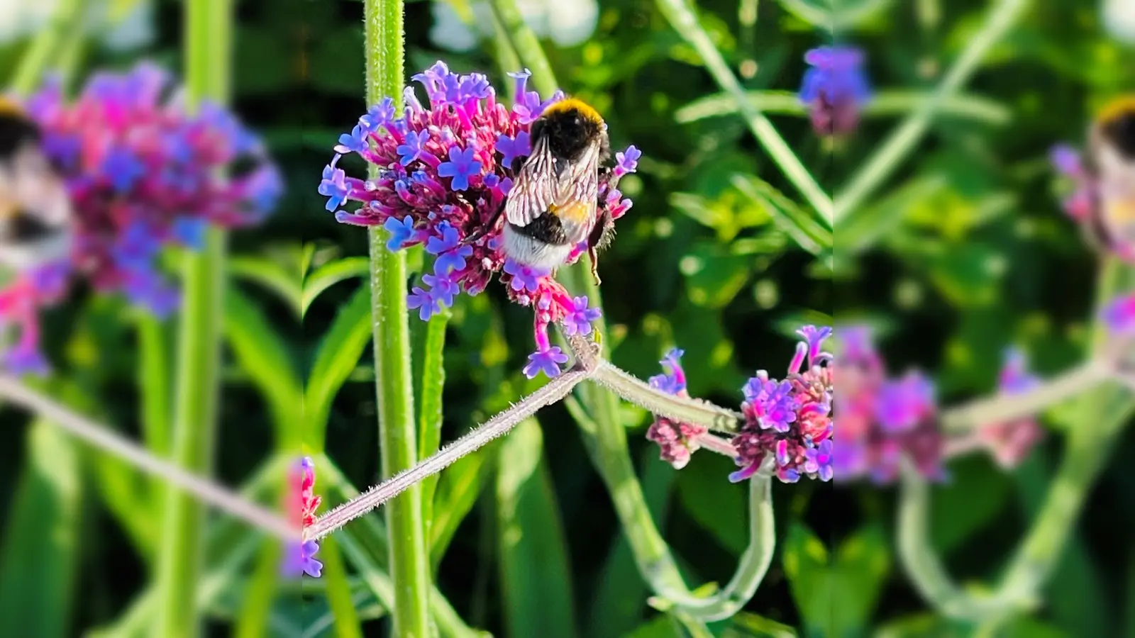 Wer die Artenvielfalt erhalten will, darf nicht mehr länger warten, sondern muss alle Kräfte bündeln. (Foto: hw)