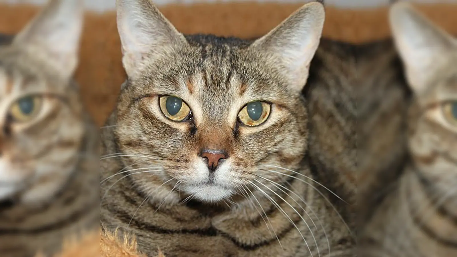Katze Lissi freut sich zusammen mit den anderen Tieren des Tierheimes auf viele Besucher beim Tag der offenen Tür am 9. Oktober.  (Foto: VA)