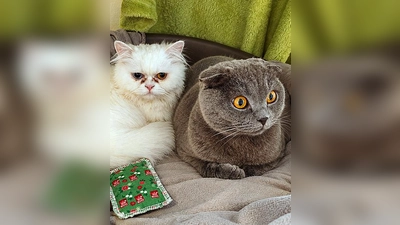 Perser-Mix Dame Pamuk und unser Scottish Fold Kater Duman. (Foto: Tierheim Riem)
