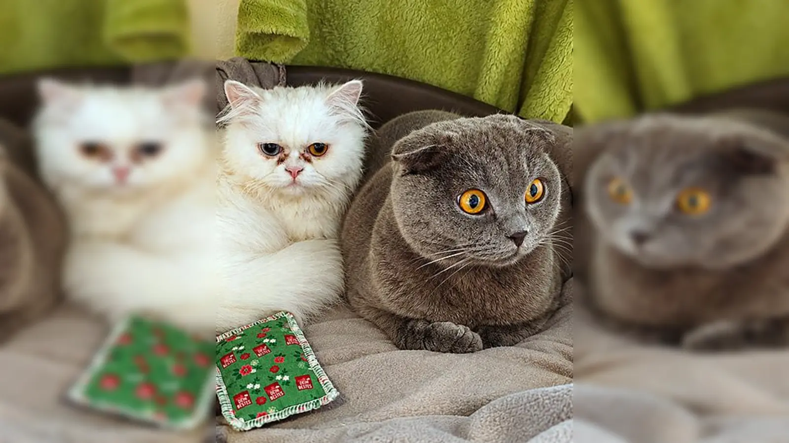 Perser-Mix Dame Pamuk und unser Scottish Fold Kater Duman. (Foto: Tierheim Riem)