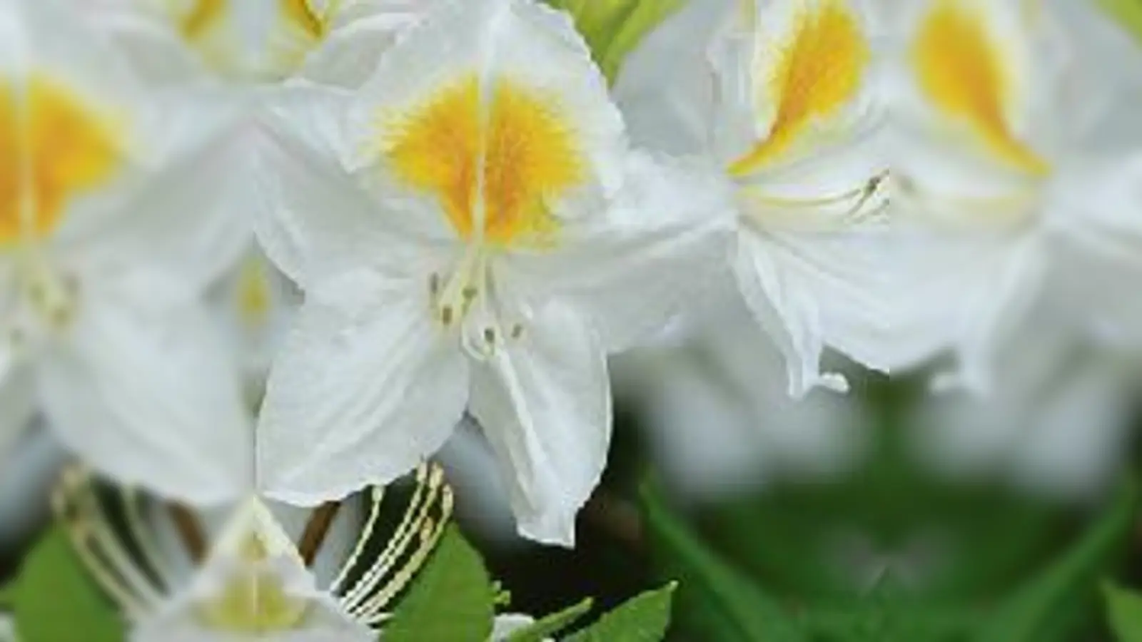 In voller Blüte  viele Blumen zeigen sich auch am Muttertag von ihrer schönsten Seite.  (Foto: VA)