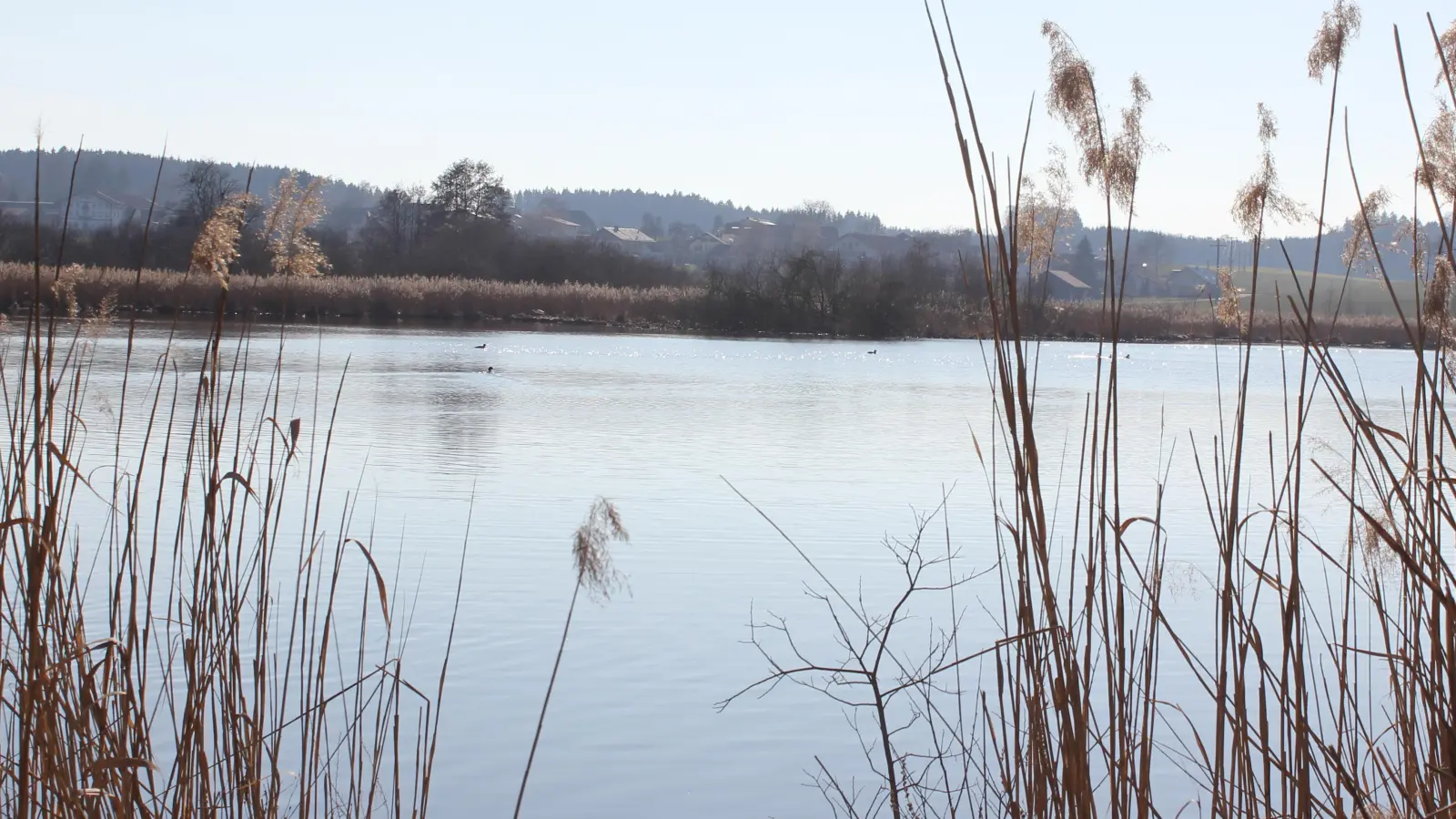 Der Egglburger See ist 33 Hektar groß und liegt am Südrad vom Ebersberger Forst.  (Foto: Stefan Dohl)
