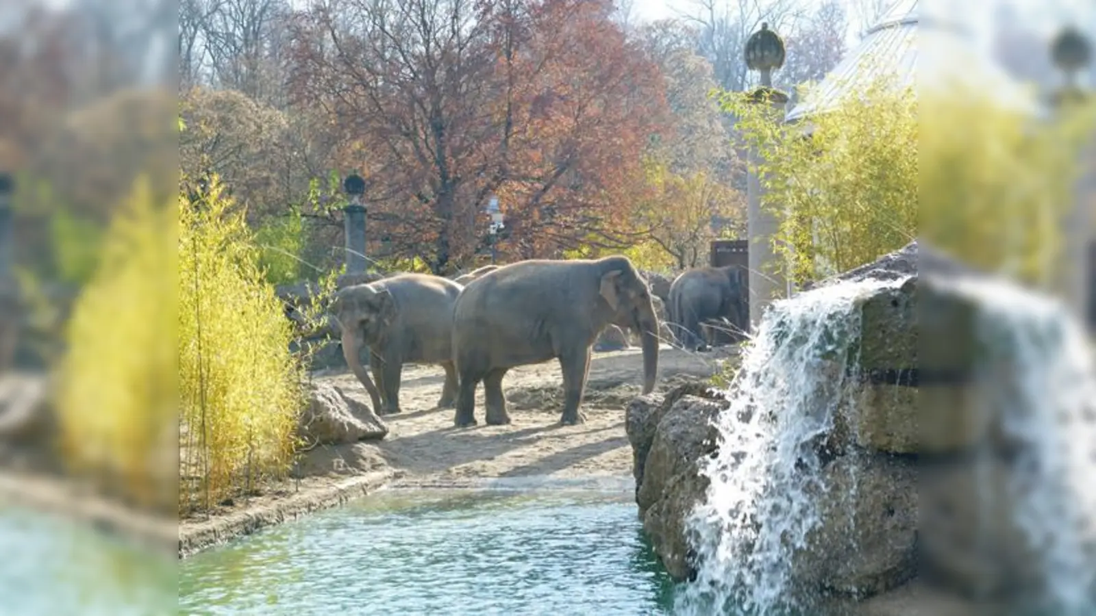 Die asiatischen Elefantendame inspizieren die neue Außenanlage für den  Elefantenbulle Gajendra. 	 (Foto: Tierpark Hellabrunn)