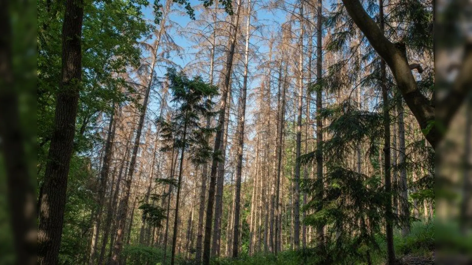Vom Borkenkäfer geschädigte Fichten. Susanne Winter sagt: „Das Absterben der Fichten in Deutschland wurde schon seit Jahrzehnten vorhergesagt und nun findet es real statt.” (Foto: Sonja Ritter / WWF)
