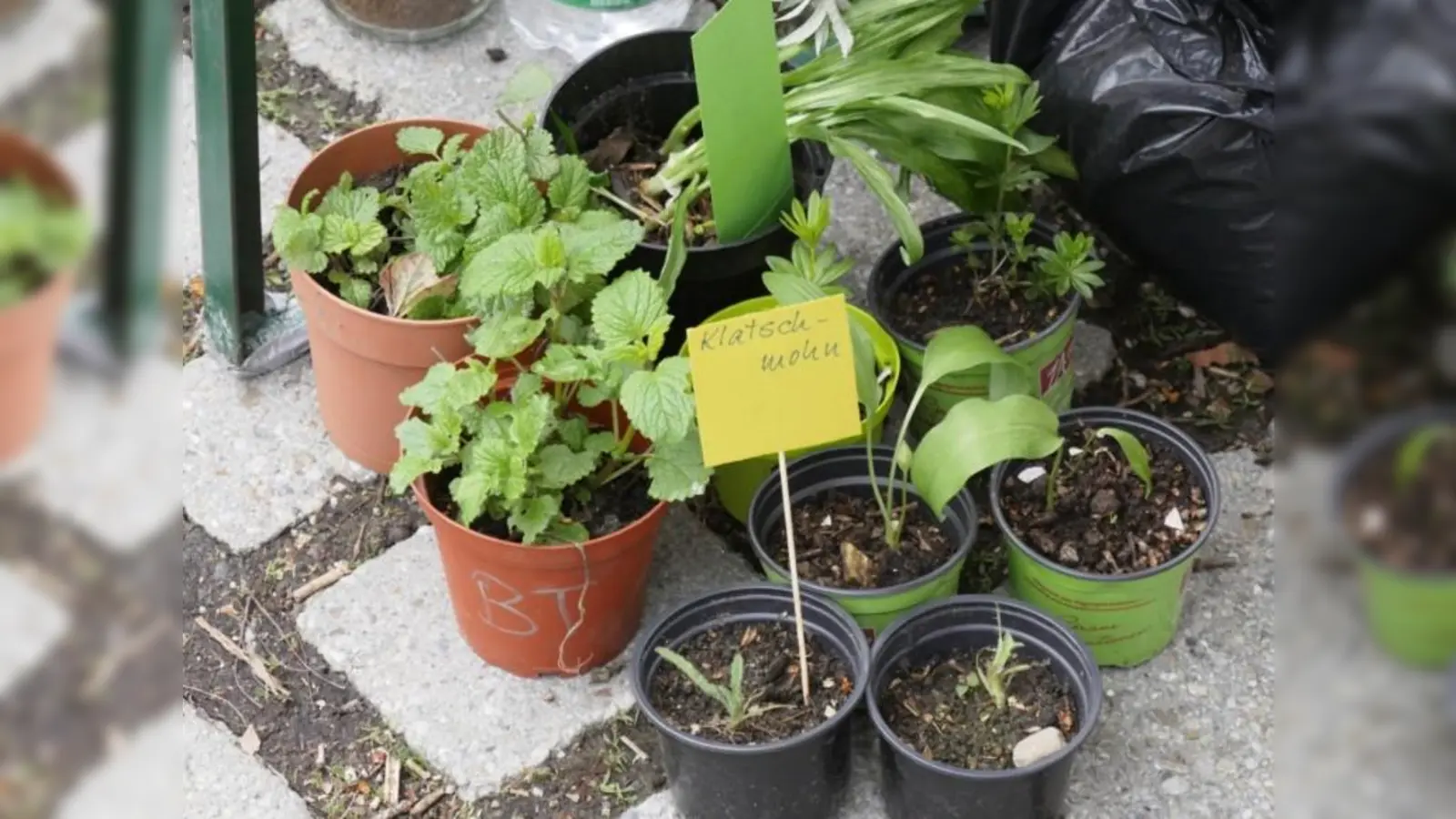 Der Saatgut- und Pflanzen-Tauschmarkt findet wie immer auf dem Hans-Eham-Platz statt. (Foto: VA)