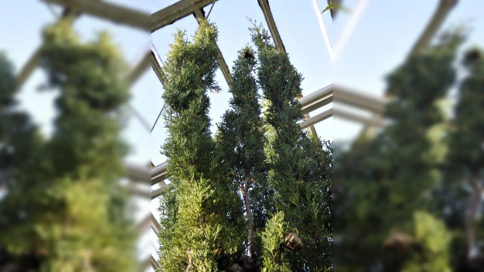 Mittelmeer-Zypresse, Cupressus sempervirens (Foto: Franz Höck)