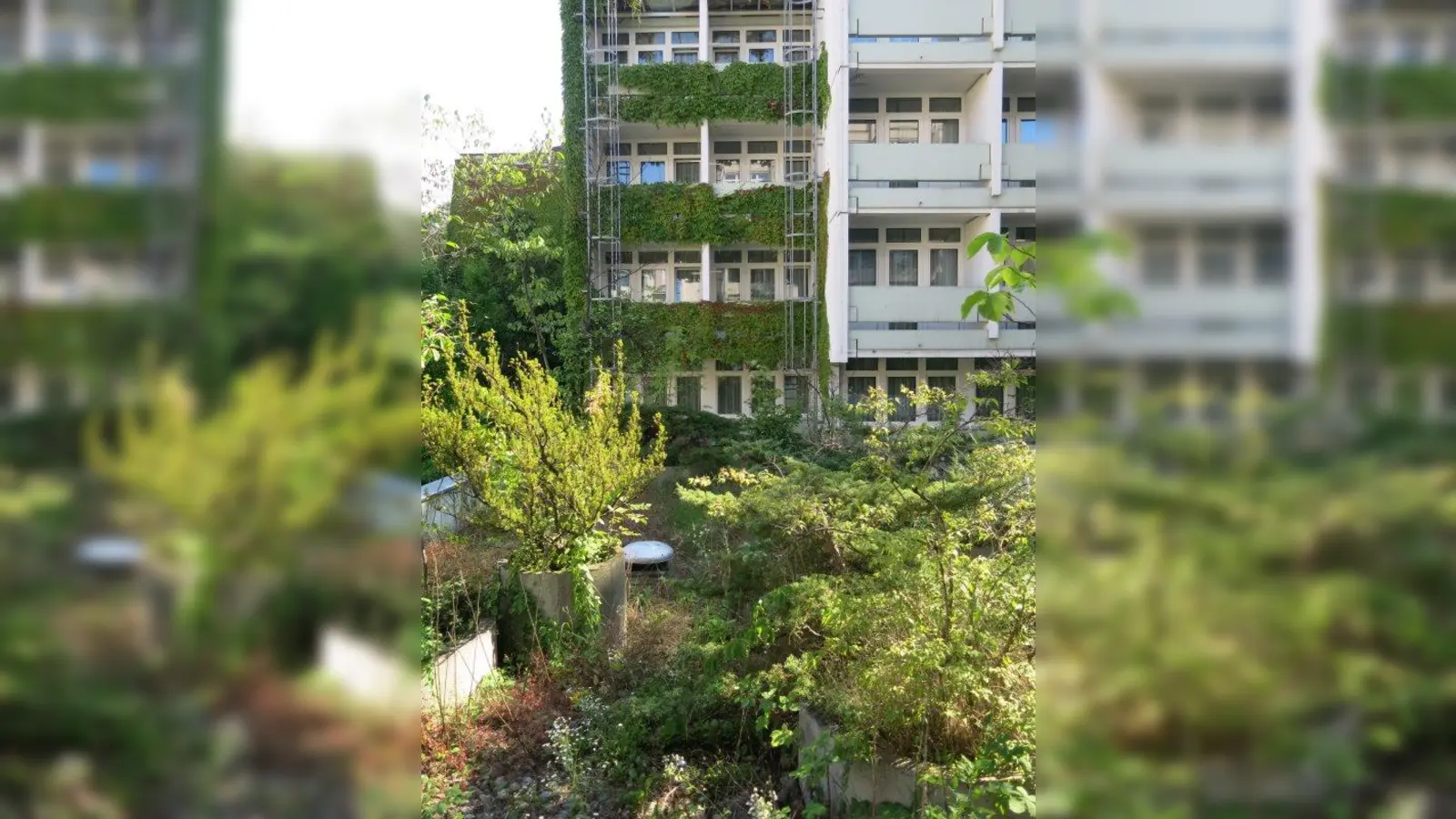 Dschungel in der City: Bepflanzte Fassade und Dach in Schwabing (Hohenzollern-/Leopoldstraße). (Foto: Wolfgang Heidenreich)