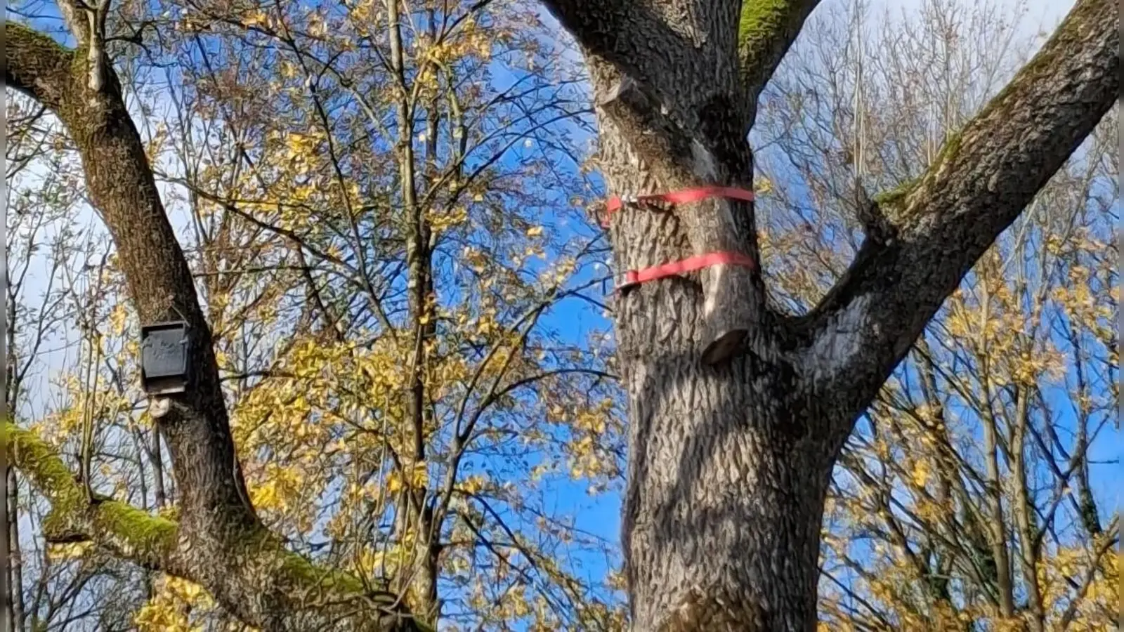 Mit Spanngurten befestigtes Fremdholz und Nistkästen sind an Bäumen in den Isarauen zu finden. Sie dienen Vögeln und Fledermäusen zur Aufzucht ihrer Jungen.  (Foto: red)