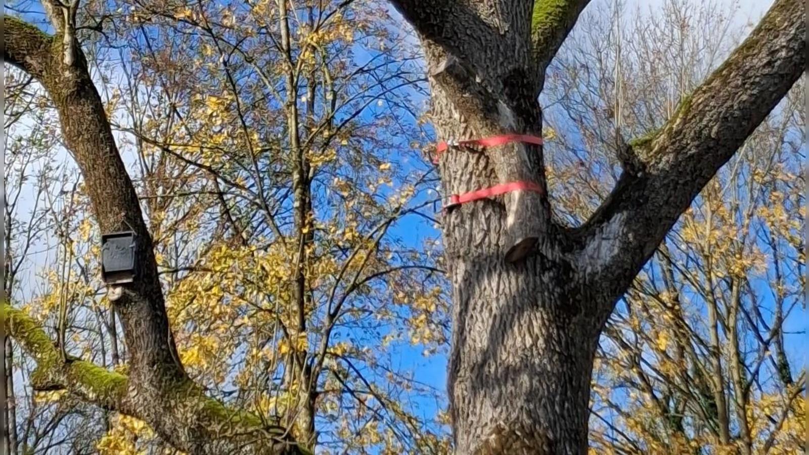 Neues-Leben-in-alten-H-hlen-Holzst-cke-sind-Nisthilfen