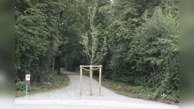Ein Baum, mitten auf dem Weg in den Südpark gepflanzt. (Foto: job)