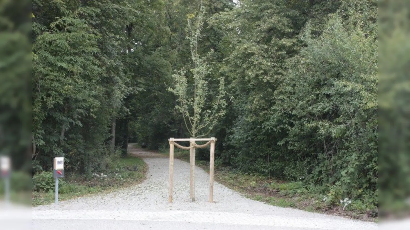 Ein Baum, mitten auf dem Weg in den Südpark gepflanzt. (Foto: job)