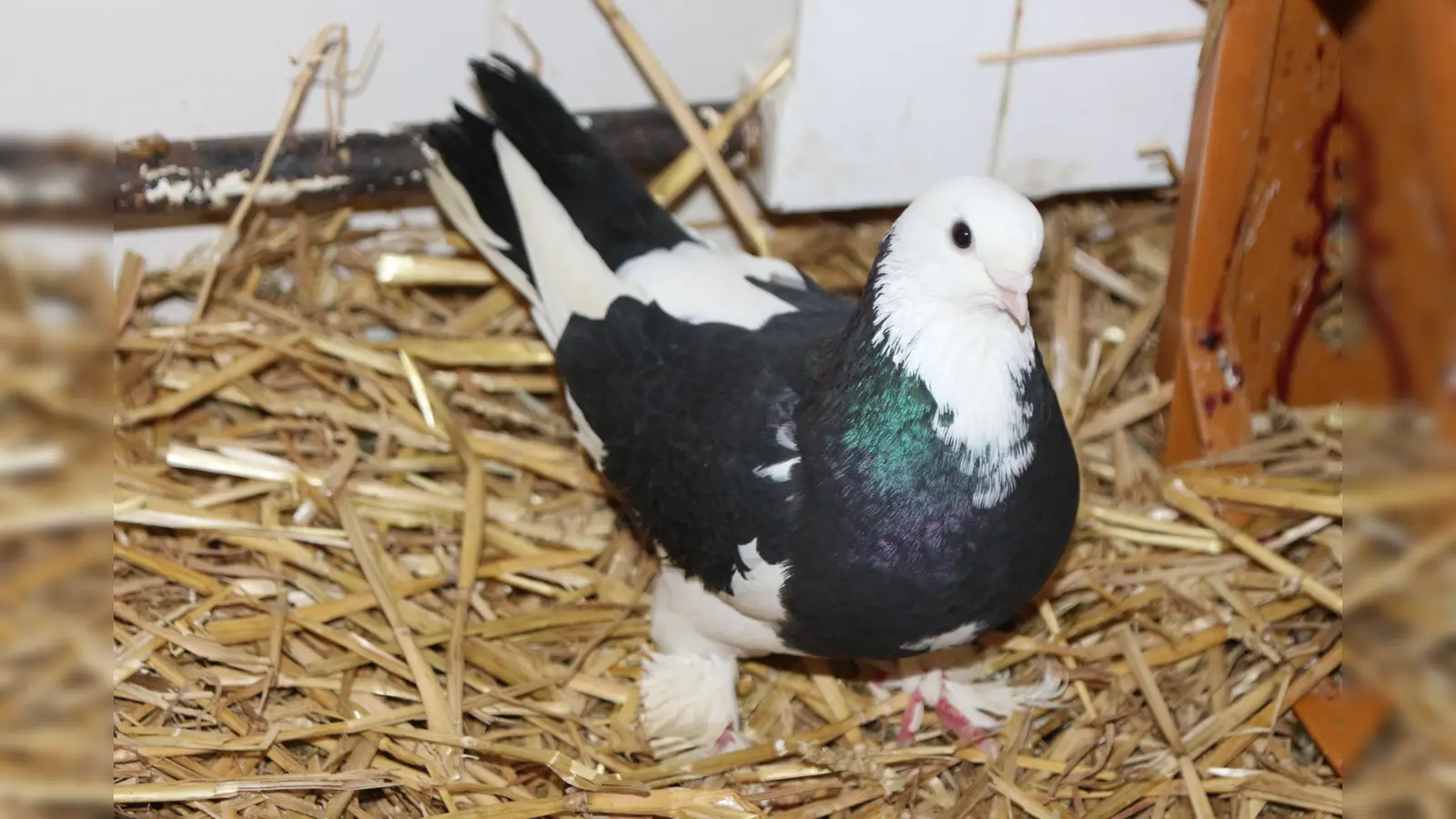 Für die Betreuung der Taubenschläge sucht der Tierschutzverein freiwillige Helferinnen und Helfer. (Foto: Tierschutzverein München)