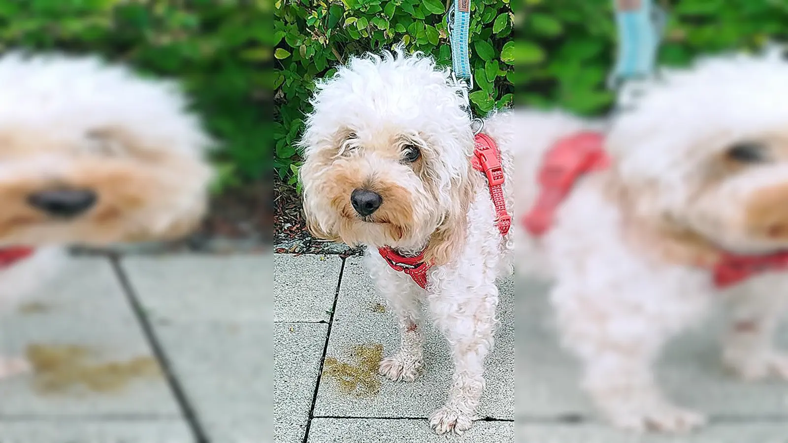 Kleinpudel Rüde Marco. (Foto: Tierheim Riem)