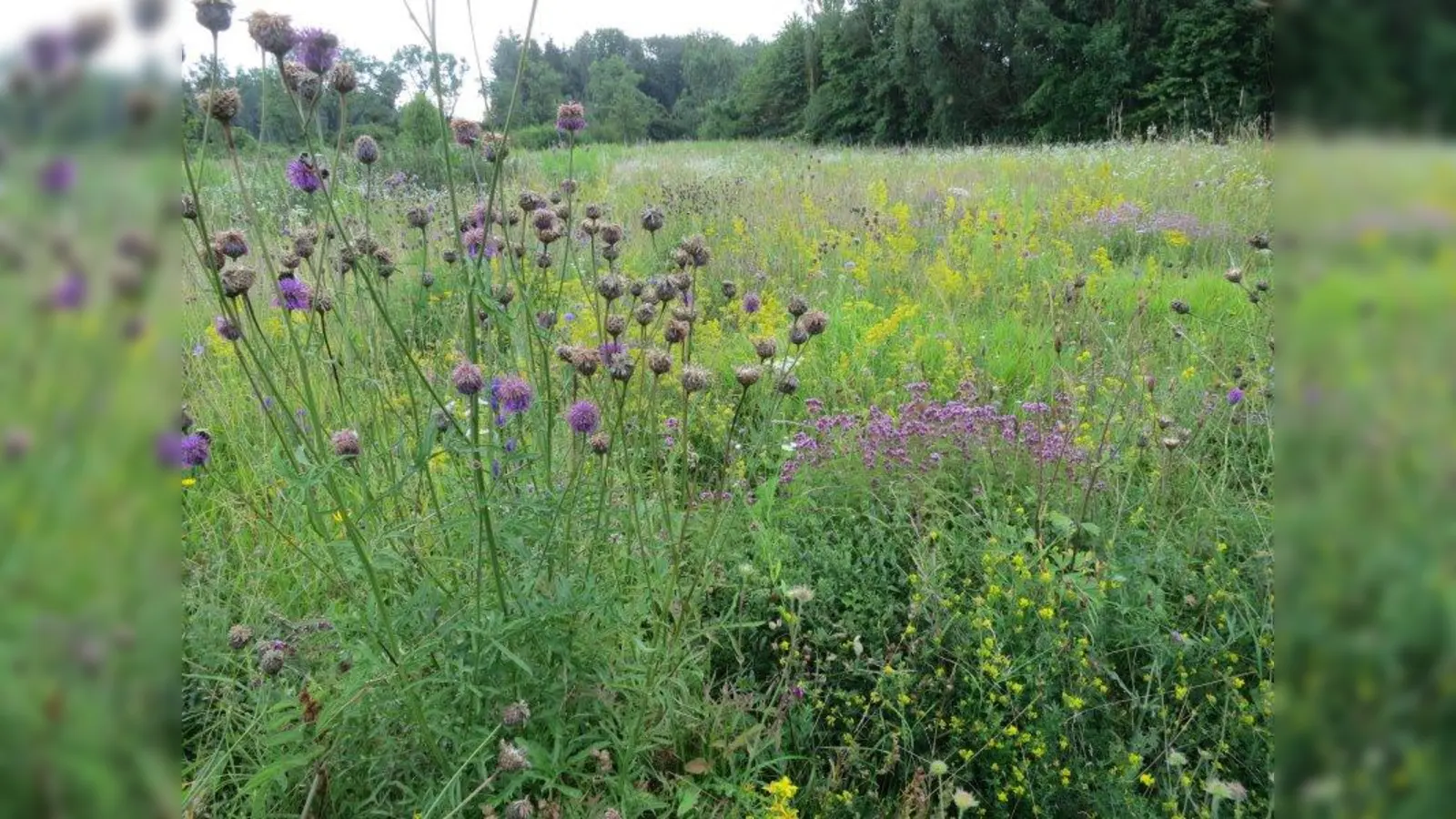 Heimische Blühflächen sind unerlässlich für das Überleben heimischer Insekten- und Wildbienenarten. (Foto: Landratsamt München)