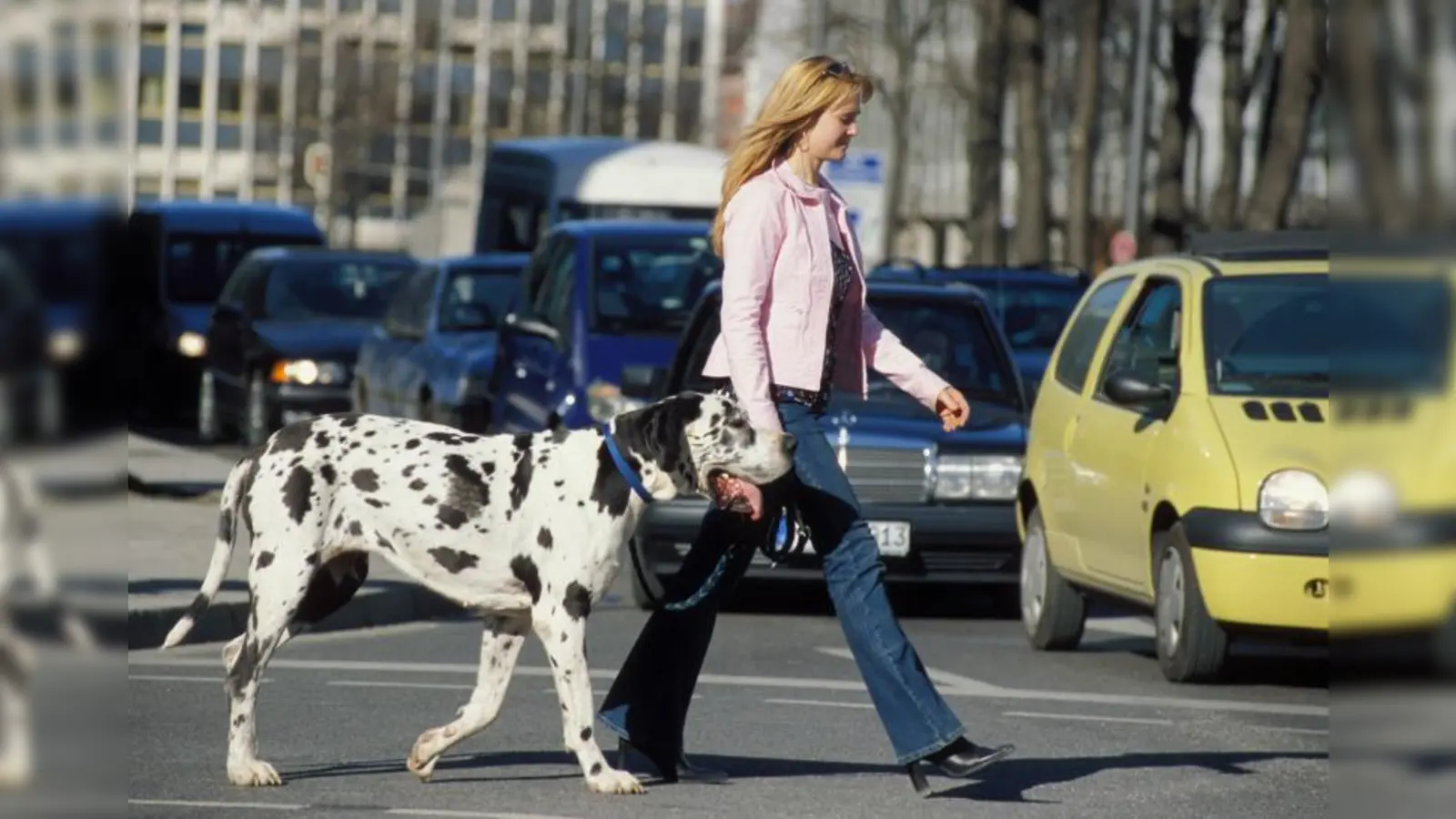 Sicher mit dem Hund durch den Stadtverkehr? Das geht am besten, wenn der Vierbeiner an der Leine geführt wird. (Foto: Fressnapf/Ulrike Schanz)