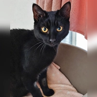 Europäisch Kurzhaar Katze Pudding. (Foto: Tierheim Riem)