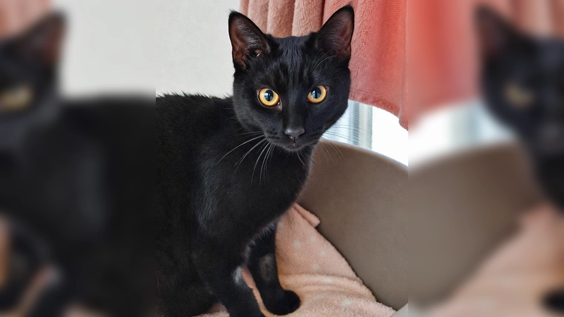 Europäisch Kurzhaar Katze Pudding. (Foto: Tierheim Riem)