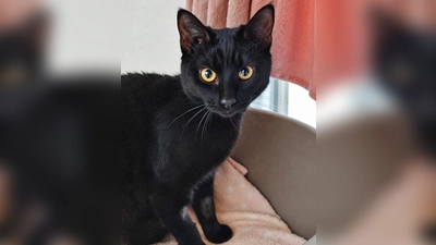 Europäisch Kurzhaar Katze Pudding. (Foto: Tierheim Riem)