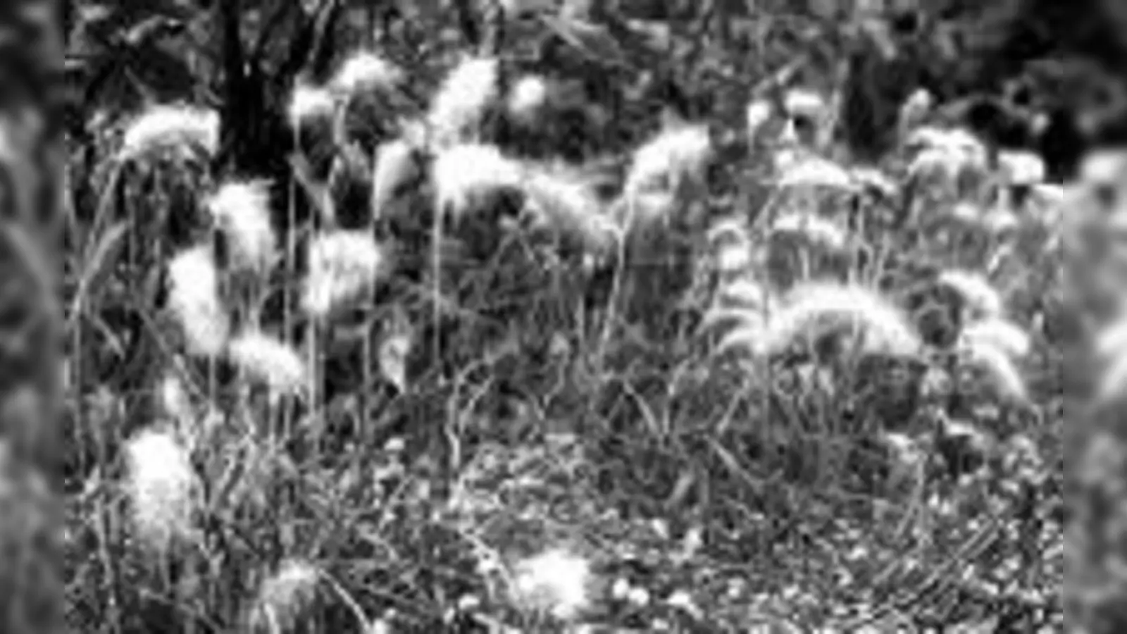 Auch afrikanisches Gras blüht in München. 	 (F.: VA)