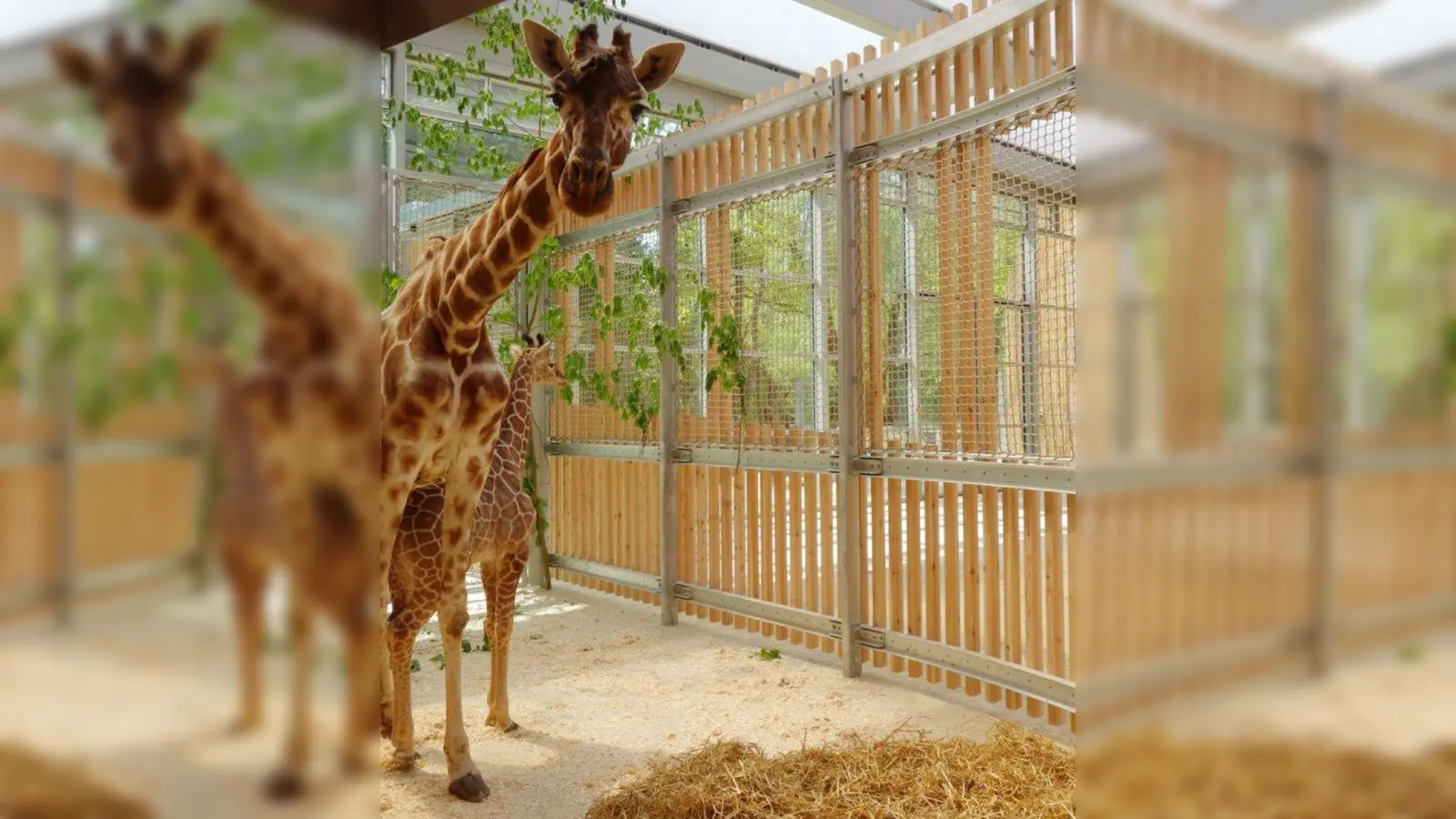 Kabonga und Naledi im neuen Giraffenhaus. (Foto: Tierpark)