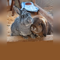 Die beiden kastrierten Kaninchen Happy und Sissy. (Foto: Tierheim Riem)