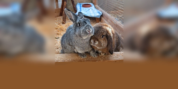 Die beiden kastrierten Kaninchen Happy und Sissy. (Foto: Tierheim Riem)