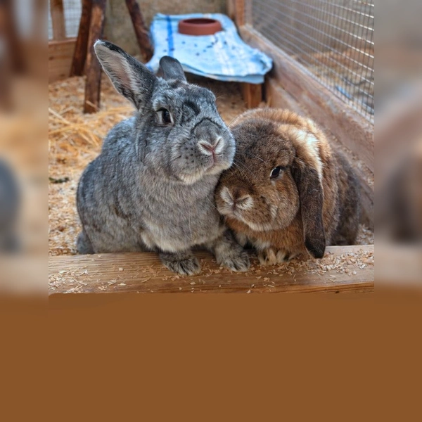 Die beiden kastrierten Kaninchen Happy und Sissy. (Foto: Tierheim Riem)
