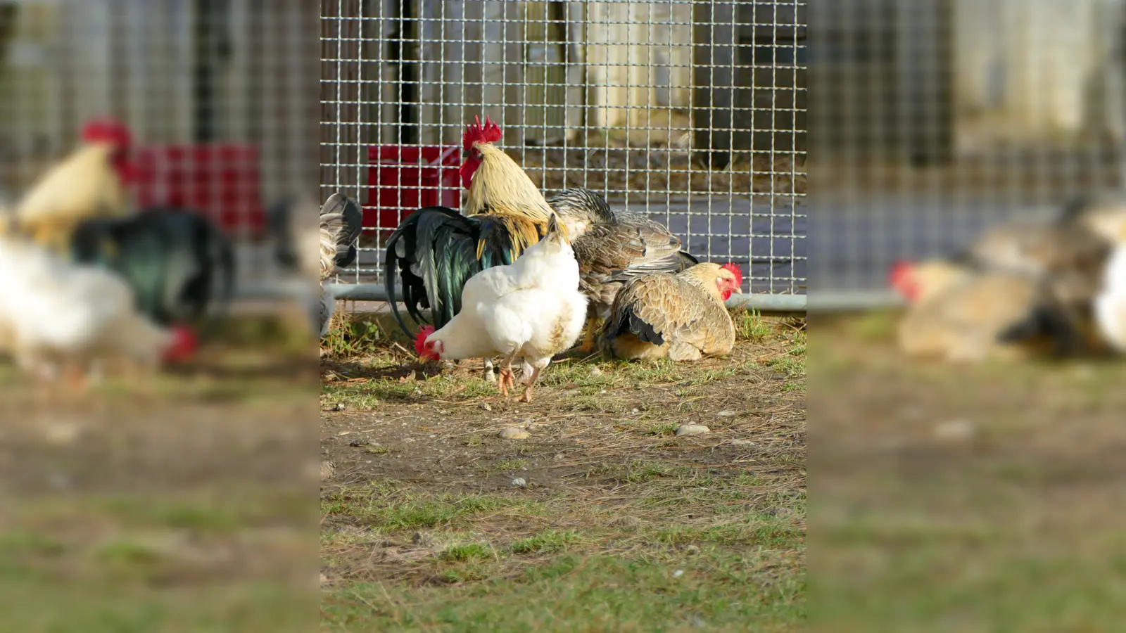 Auf unserem Gnadenhof leben verschiedene Gruppen unterschiedlicher Rassen, teilweise aus Legebatterien gerettet.  (Foto: Tierheim Riem)