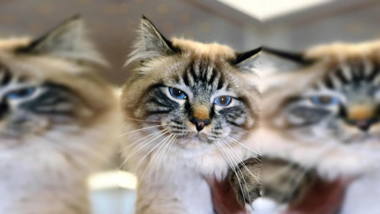 Fotorechte: Fressnapf (Foto: imp)