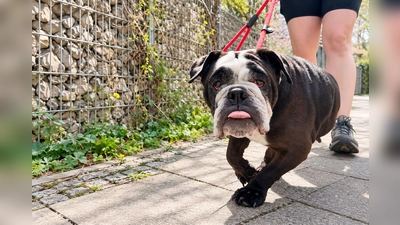 Fremden Menschen begegnet Shorty zunächst skeptisch und zurückhaltend.  (Foto: Tierheim Riem)