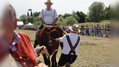 Dieser Ochse wird an Halfter und Horn an die Startlinie gezerrt. (Foto: Animal Rebellion)