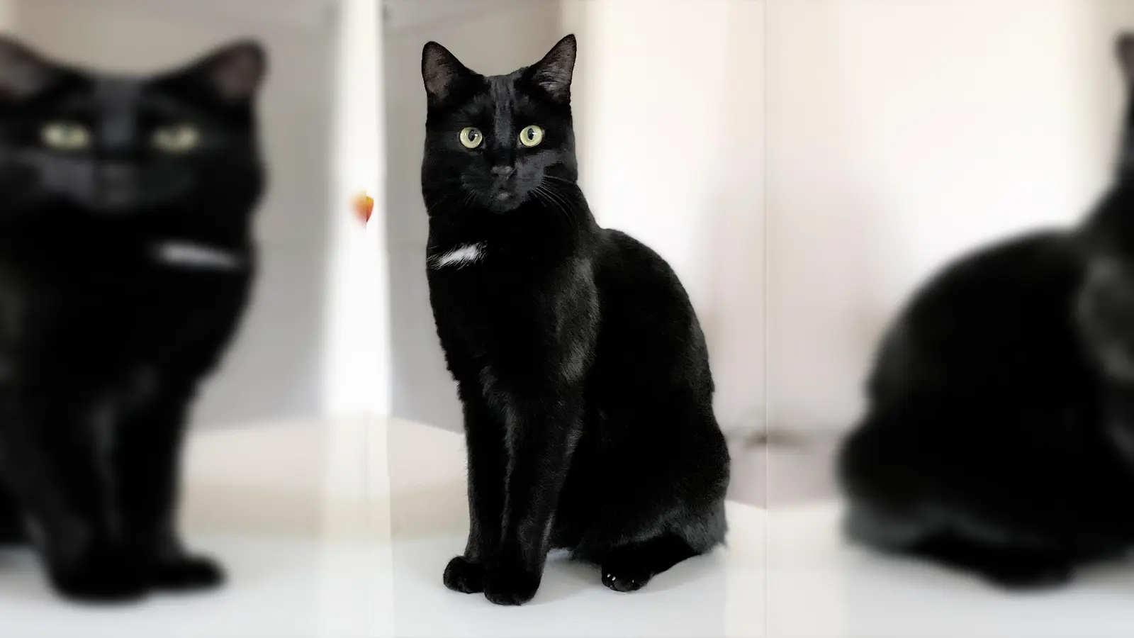 Wer hat Carlo gesehen? (Foto: privat)