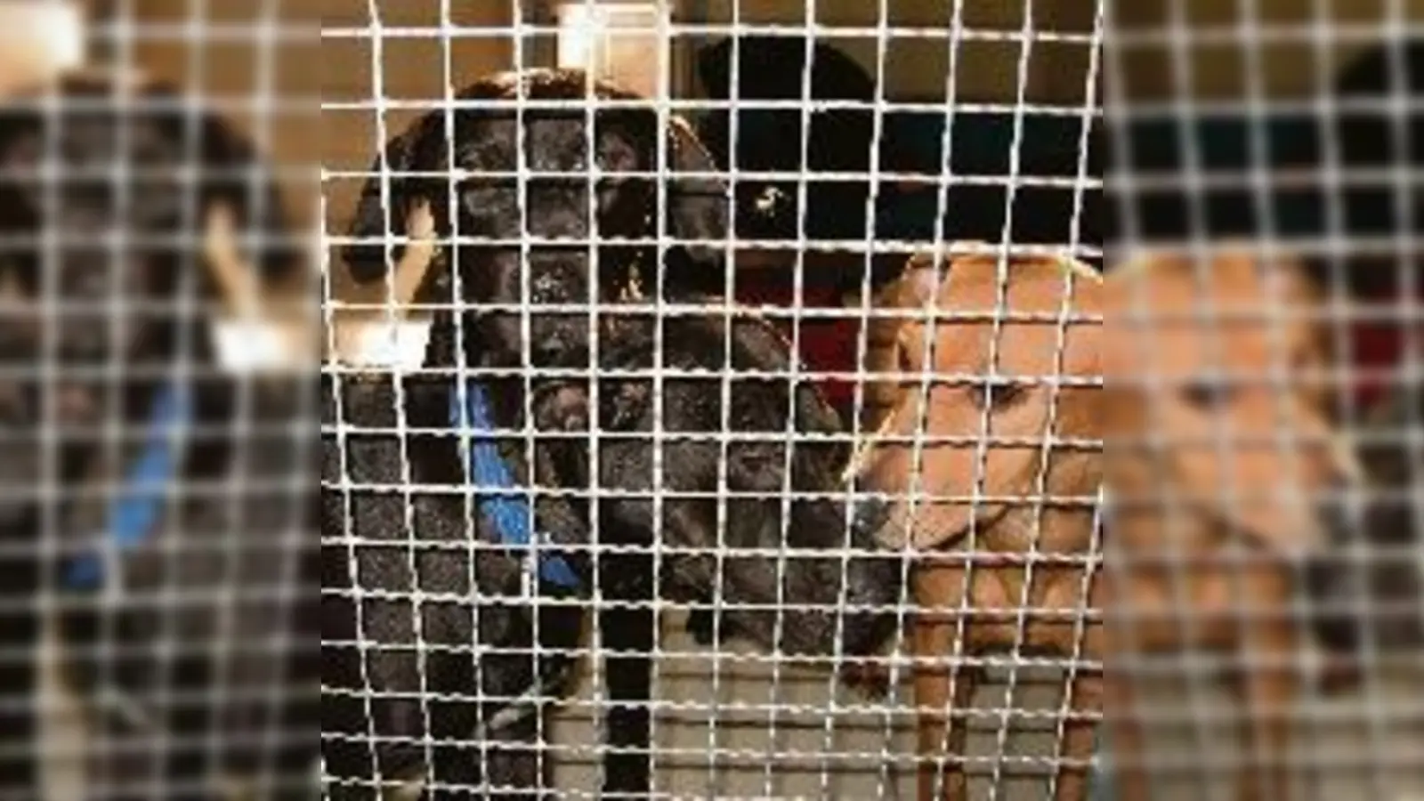 In  (Foto: Die jungen Hunde waren aus einem Pkw in Unterföhring befreit worden.)