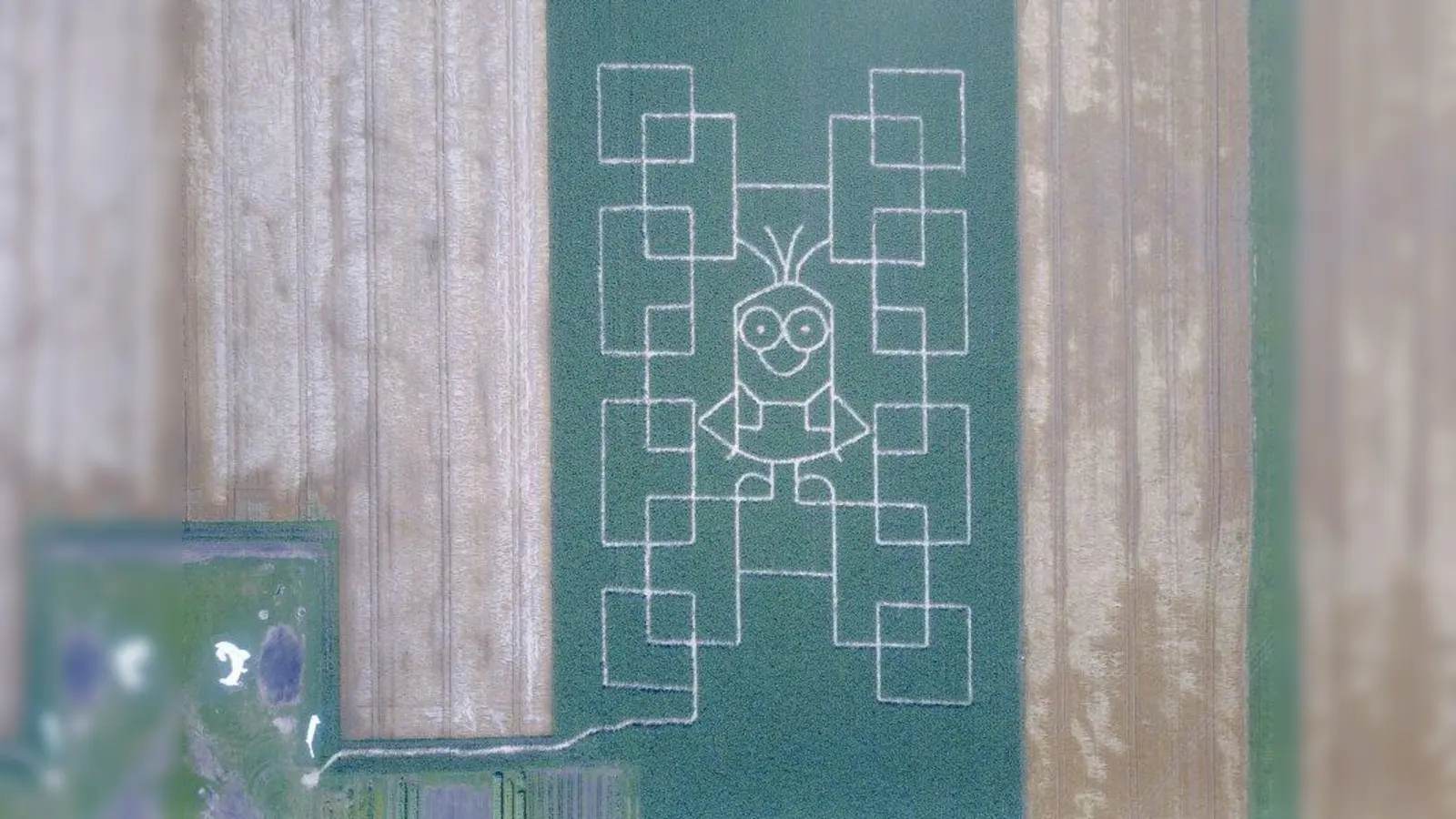 Das Minion grüßt aus dem Maisfeldlabyrinth. (Foto: Mayr)