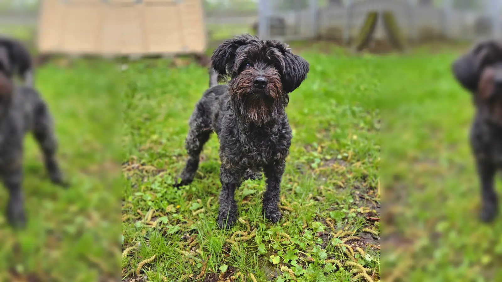 Zwergschnauzerhündin Lili. (Foto: Tierheim Riem)