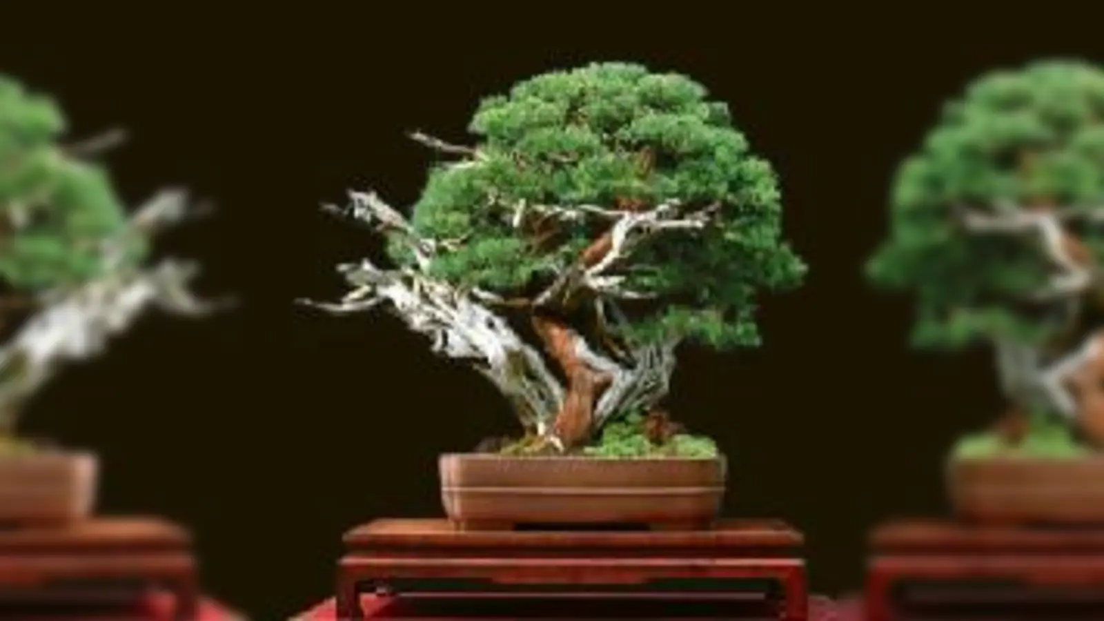 Der chinesische Wacholder ist der Star der Ausstellung. 	 (Foto: VA)