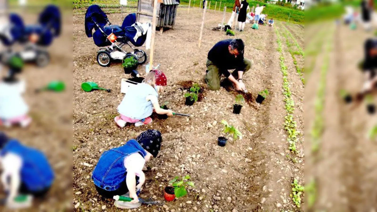 Gemüse selber anbauen, ein Abenteuer für die ganze Familie, ist jetzt bald in den Krautgärten in Hohenbrunn möglich. 	 (Foto: Privat)