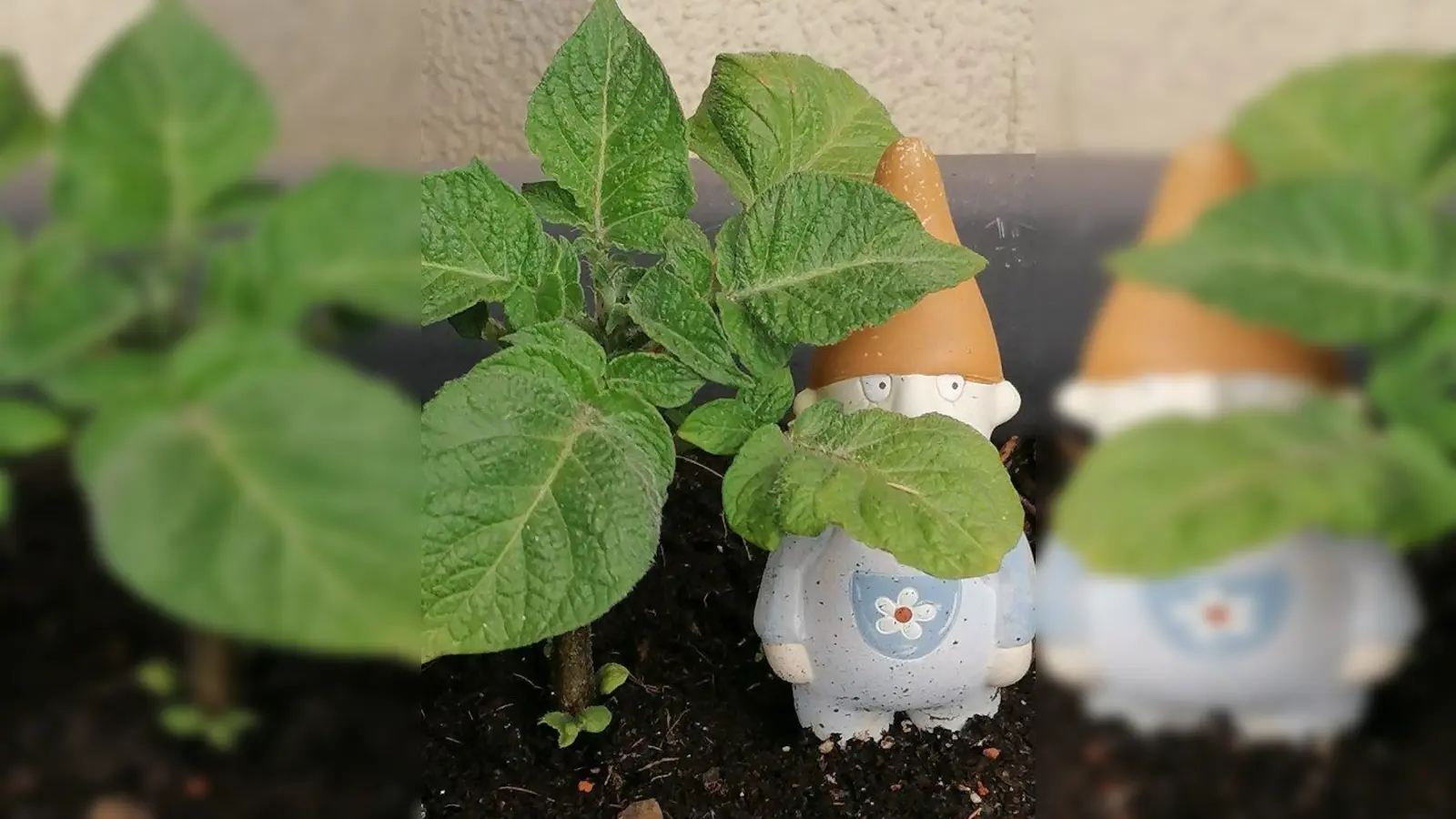 Die Kartoffel (Solanum tuberosum) wächst. (Foto: job)