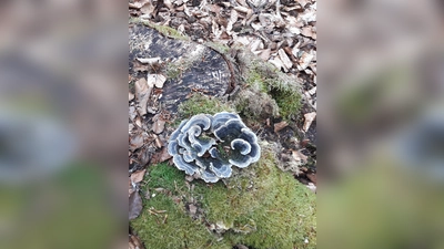 Auch die unscheinbaren und kleinen Dinge amWegesrand machten Freude. (Foto: BN)