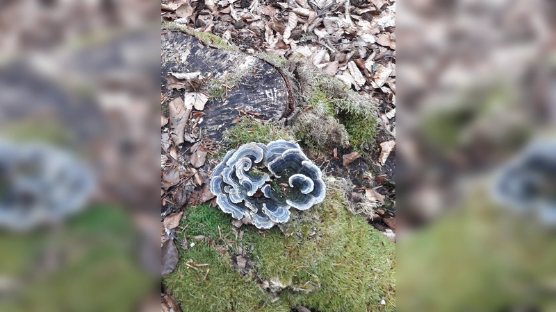 Auch die unscheinbaren und kleinen Dinge amWegesrand machten Freude. (Foto: BN)
