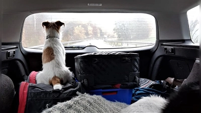 Manche Haustiere lieben es mit ihren Familien auf Reisen zu gehen, andere müssen eher zuhause betreut werden. (Foto: chk)