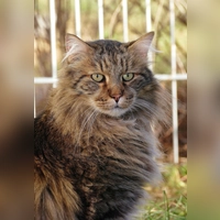 Mr. Flausch ist ein zutraulicher und menschenbezogener Kater, (Foto: Tierheim Riem)