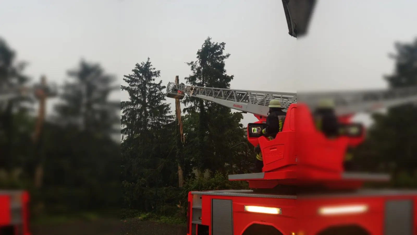 In die 20 Meter hohe Fichte in der Fliederstraße hat der Blitz während des Unwetters eingeschlagen.<br>Die Fichte in der Fliederstraße wurde vom Blitz gespalten und musste aus Sicherheitsgründen von der Feuerwehr entfernt werden. (Foto: Feuerwehr Germering)