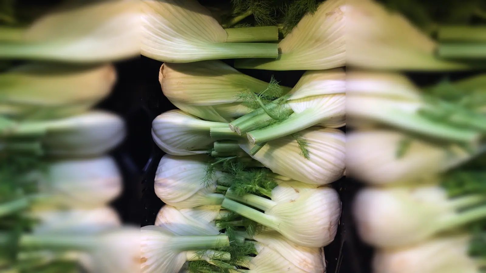 Fenchel ist eine Gemüsesorte, die es gerade frisch geerntet auf dem Markt, beim Bauern oder im Supermarkt zu kaufen gibt. (Foto: Daniel Mielcarek)