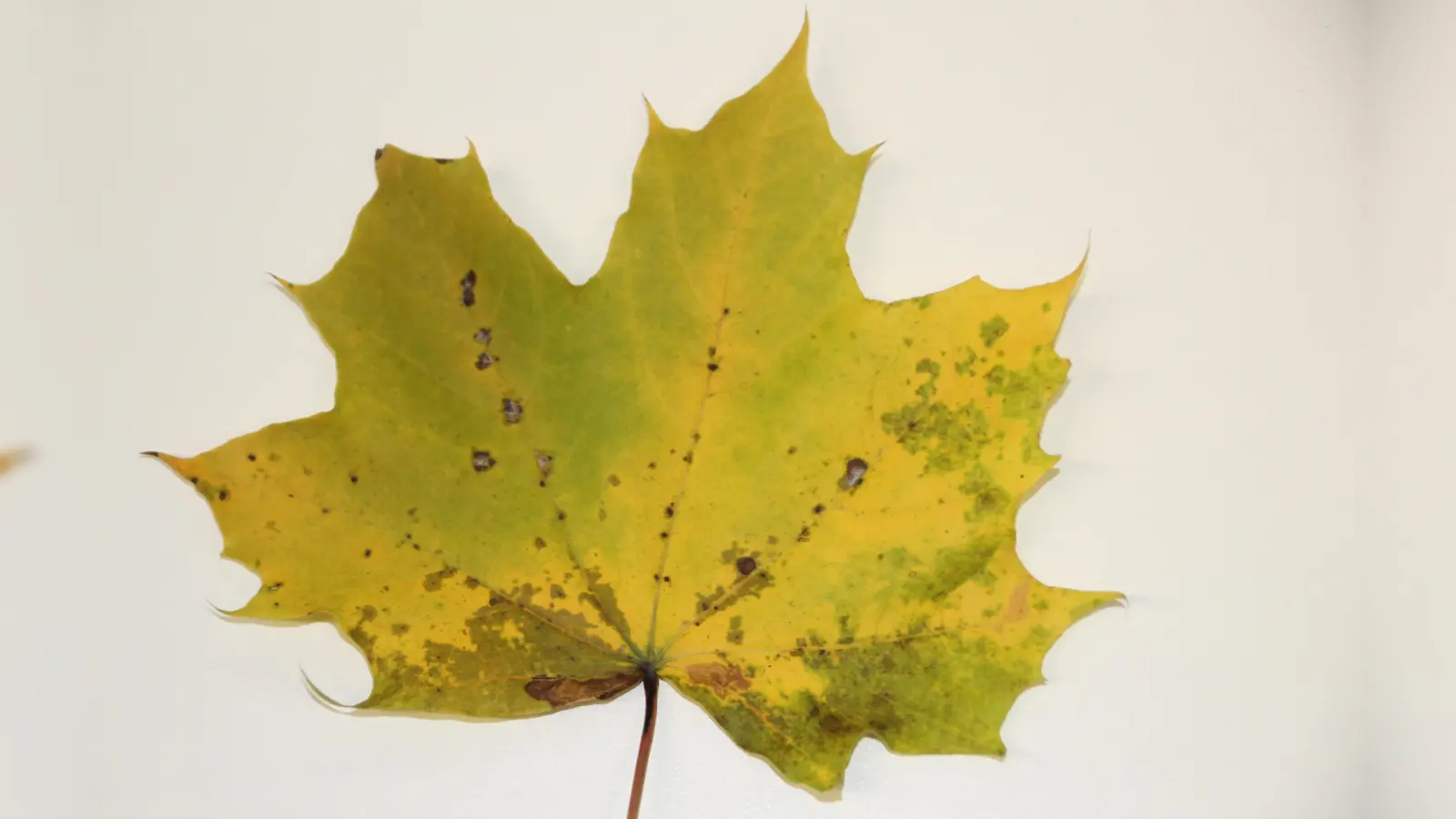 Die Herbstgedichte stimmen auf die kommende Jahreszeit ein. (Foto: job)